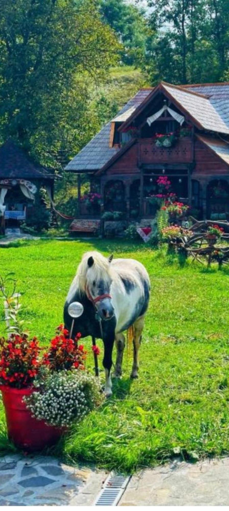 Pensiunea Rustic Oncesti Εξωτερικό φωτογραφία